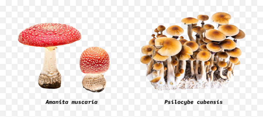 Amanita Muscaria Fly Agaric U2014 The Psychedelic U201cmario - Psilocybe Sp Amanita Muscaria Emoji,Kappa Word With Kappa Emojis