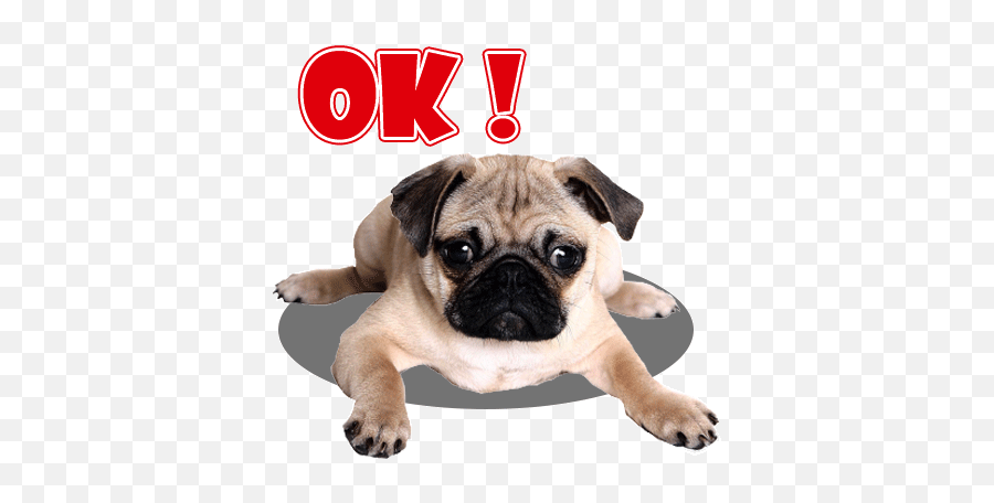 Handsome Pug Puppy Animated - Pob Dog Emoji,Pug Emoticons For Facebook