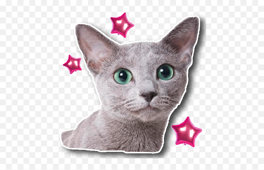 Cats Stickers For Whatsapp - Wastickerapps Apk 15 Russian Blue Emoji,Emojis Para Coquetear