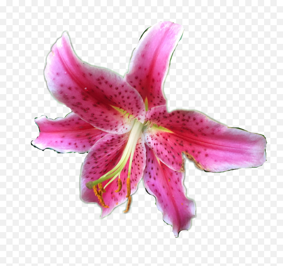Lily Flower Pink Nature Sticker - Lily Emoji,Lily Flower Emoji