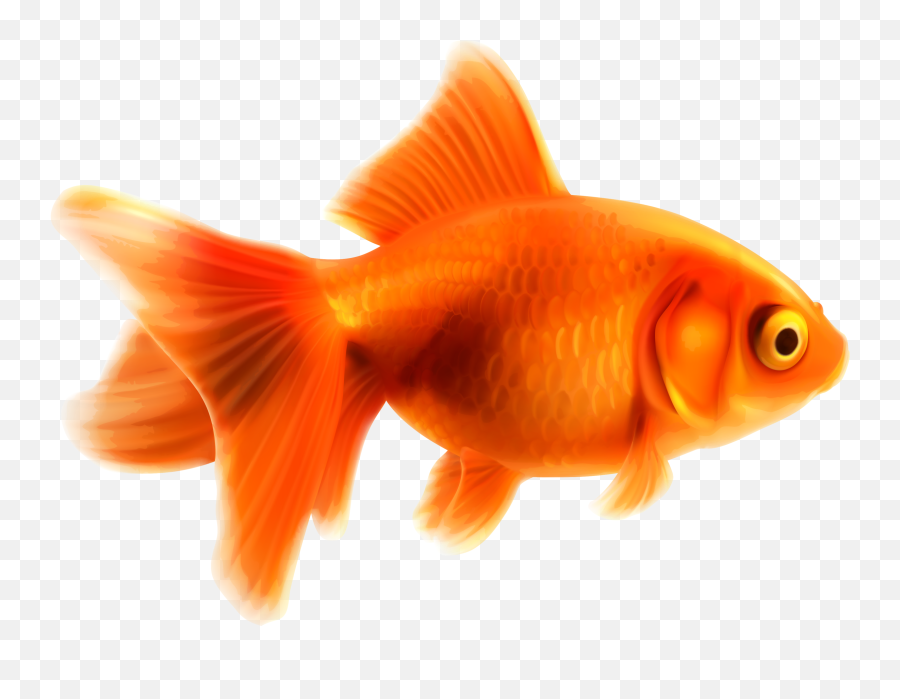 Goldfish Transparent Background Png Png Arts Emoji,Gold Fidsh Emoji