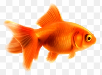 Goldfish Transparent Background Png Png Arts Emoji,Gold Fidsh Emoji