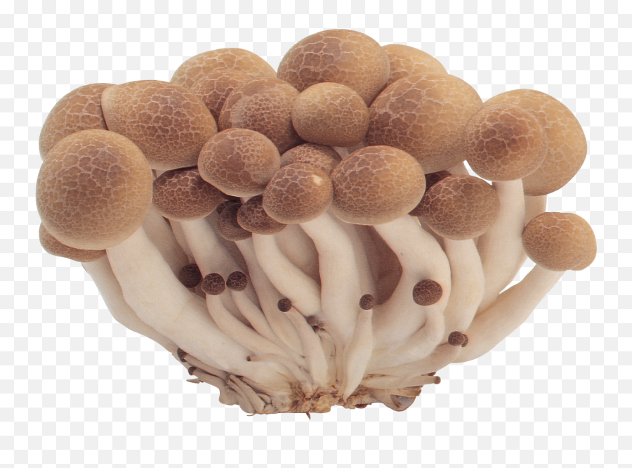Mushrooms Png Image Free Downloading - High Quality Image Emoji,Mushroom Cloud Emoji
