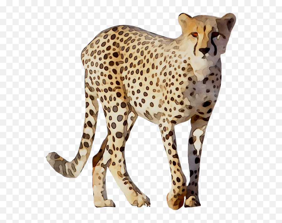 Cheetah Leopard Lion Animal Drawing - Png Download 768774 Emoji,Small Leopard Emoji