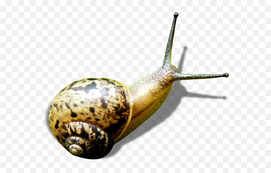 Snail Green - Snails Png Download 10001000 Free Emoji,Snail Emoji