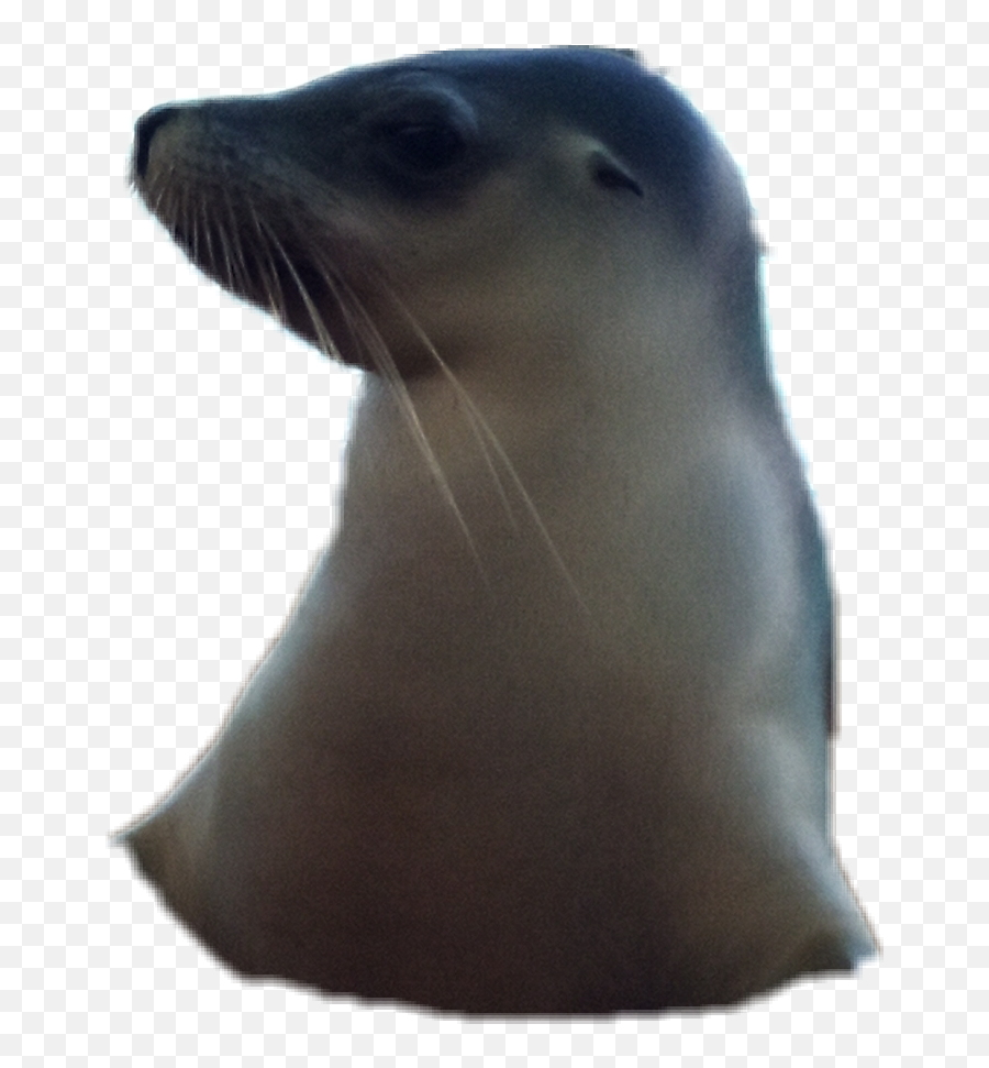 Seal Sticker - California Sea Lion Emoji,Sea Lion Emoji
