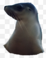 Seal Sticker - California Sea Lion Emoji,Sea Lion Emoji