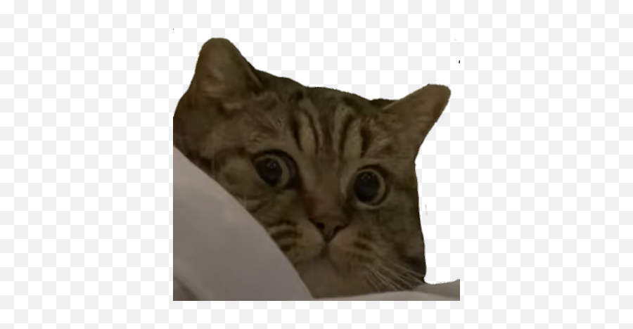 Jiji - Discord Emoji Domestic Cat,Kiki Emoji
