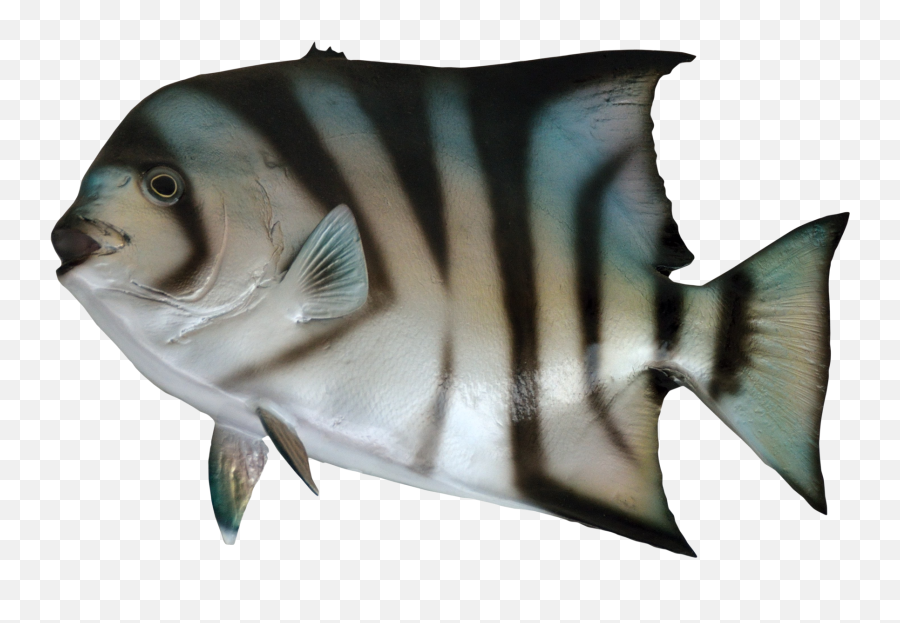 Download Hd Ocean Fish Png Clipart Black And White Download - Spadefish Png Emoji,Fish Emoji