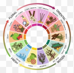 Essential Oil Fragrance - Types Of Perfume Scents Emoji,Doterra Emotion Wheel