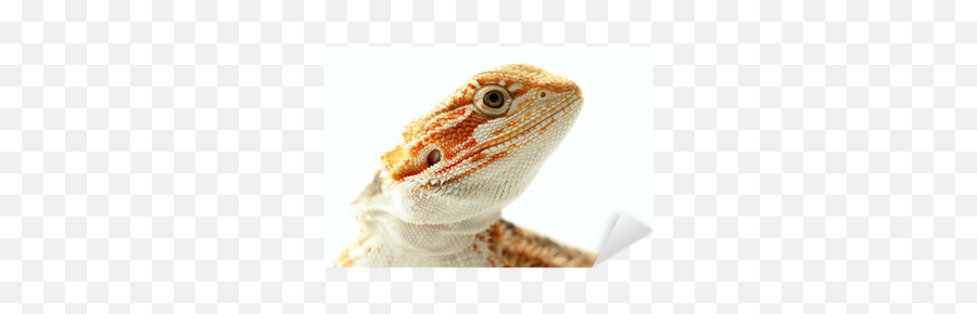 Pet Lizard Bearded Dragon Isolated On White Narrow Focus Sticker U2022 Pixers U2022 We Live To Change - Central Bearded Dragon Emoji,Do Bearded Dragons Change Color Do To Emotion