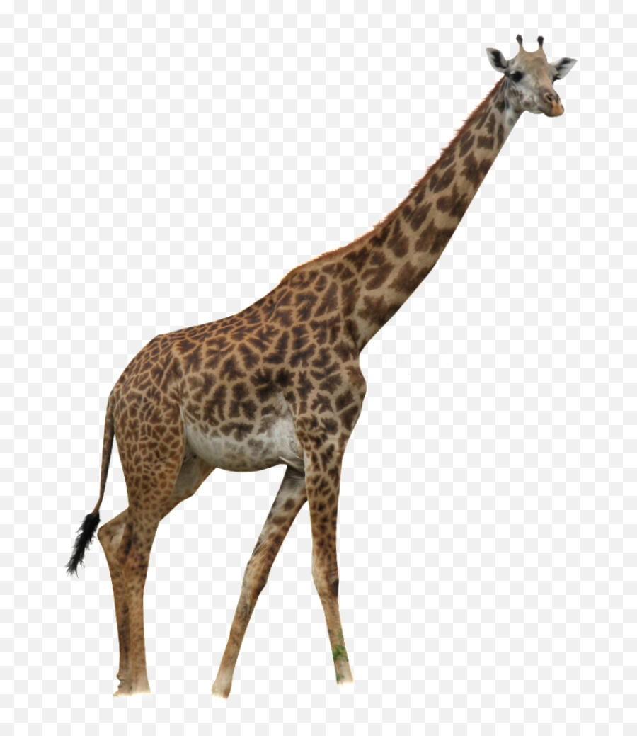 Giraffe Animal Sticker - Zooparc De Beauval Emoji,Giraffe Emoji