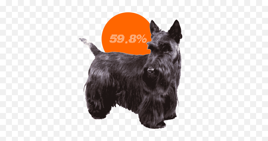Dog Breeds That Frequently Need C - Scottish Terrier Emoji,Why My Scottish Terrier Doesn't Show Any Emotions