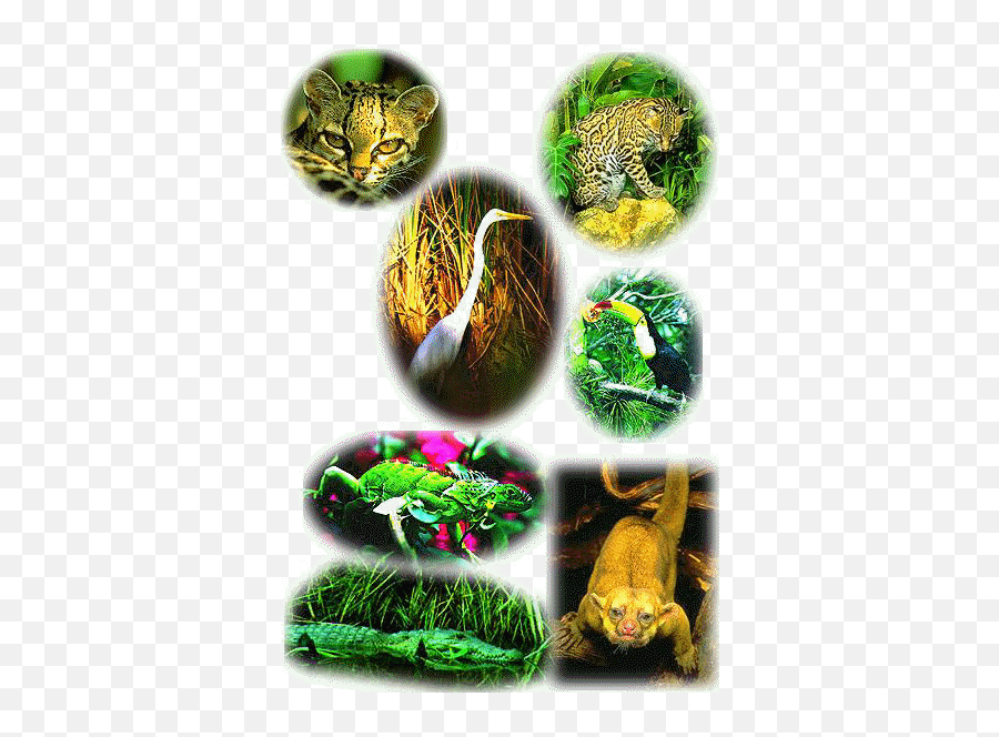 The Great Admiration Of Belize Sutori - Belice Flora Y Fauna Emoji,Emoticons Breading