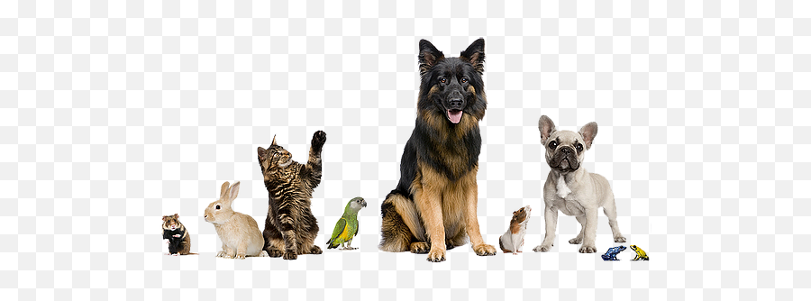 Animal Communicator Healing Touch - Dan Cosgrove Animal Shelter Emoji,Emotions Animals Communicate