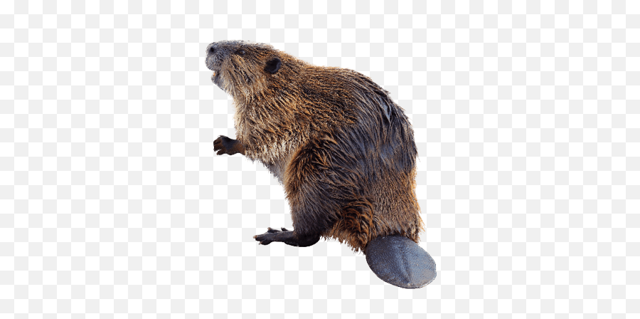 What Makes A Rodent A Rodent - American Beaver Blank Background Emoji,Ground Hog Woodchuck Emojis