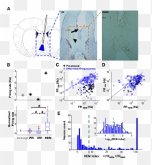 Slow - Firing Neurons Have Higher Firing Rate In Rapid Eye Emoji,Ledoux Theory Of Emotion Chart