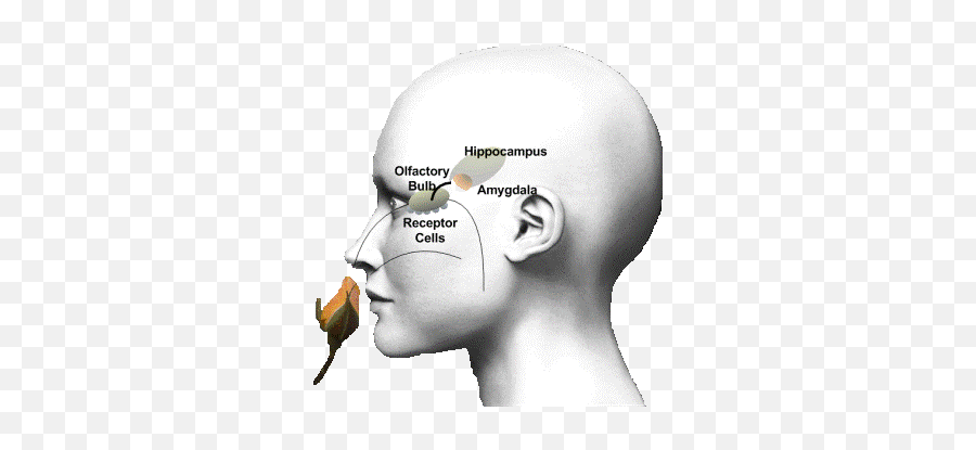 Nengijoe Blogosphere - Does Smell Trigger Memories Emoji,Evoke Emotion