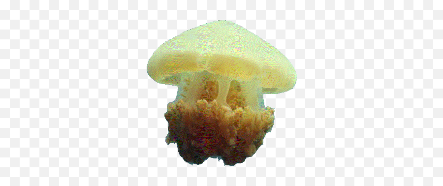 Top Jellyfish Animal Stickers For Android U0026 Ios Gfycat Emoji,Jellyfish Emoji