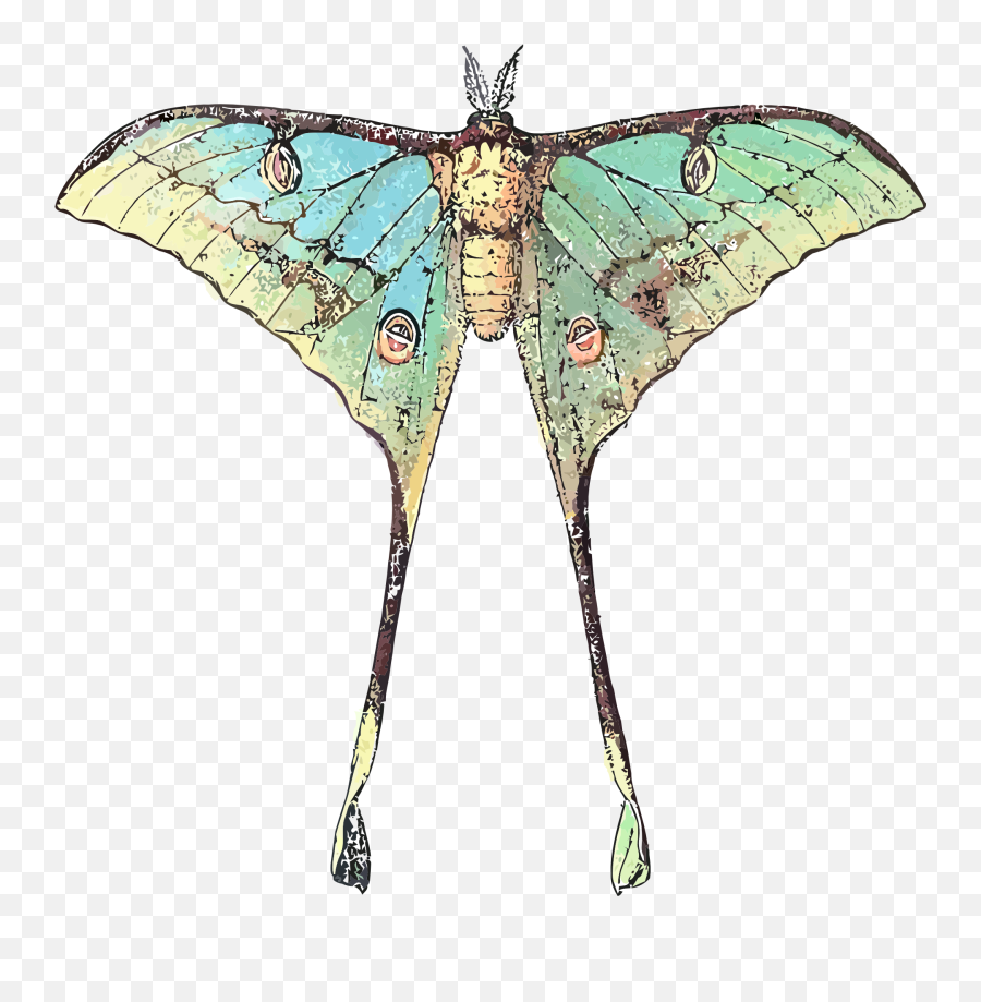 Butterfly Insect With Long Wings - Scientific Luna Moth Illustration Emoji,Can Luna Moths Feel Emotions