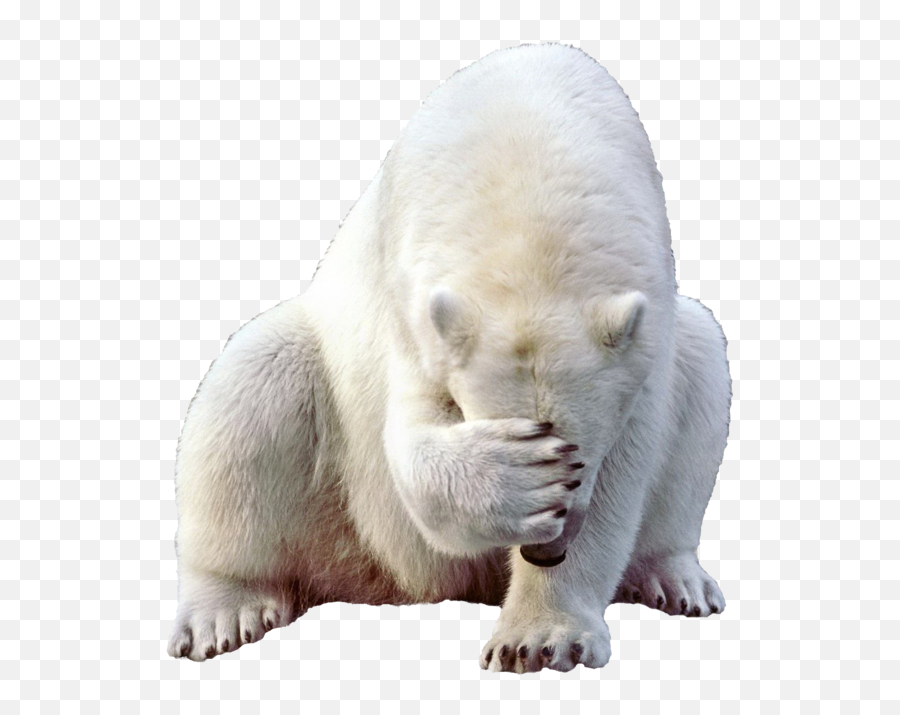 Polar White Bear Png Resolution650x688 Transparent Png - Transparent Background Png Polar Bear Emoji,Polar Bear Emojis
