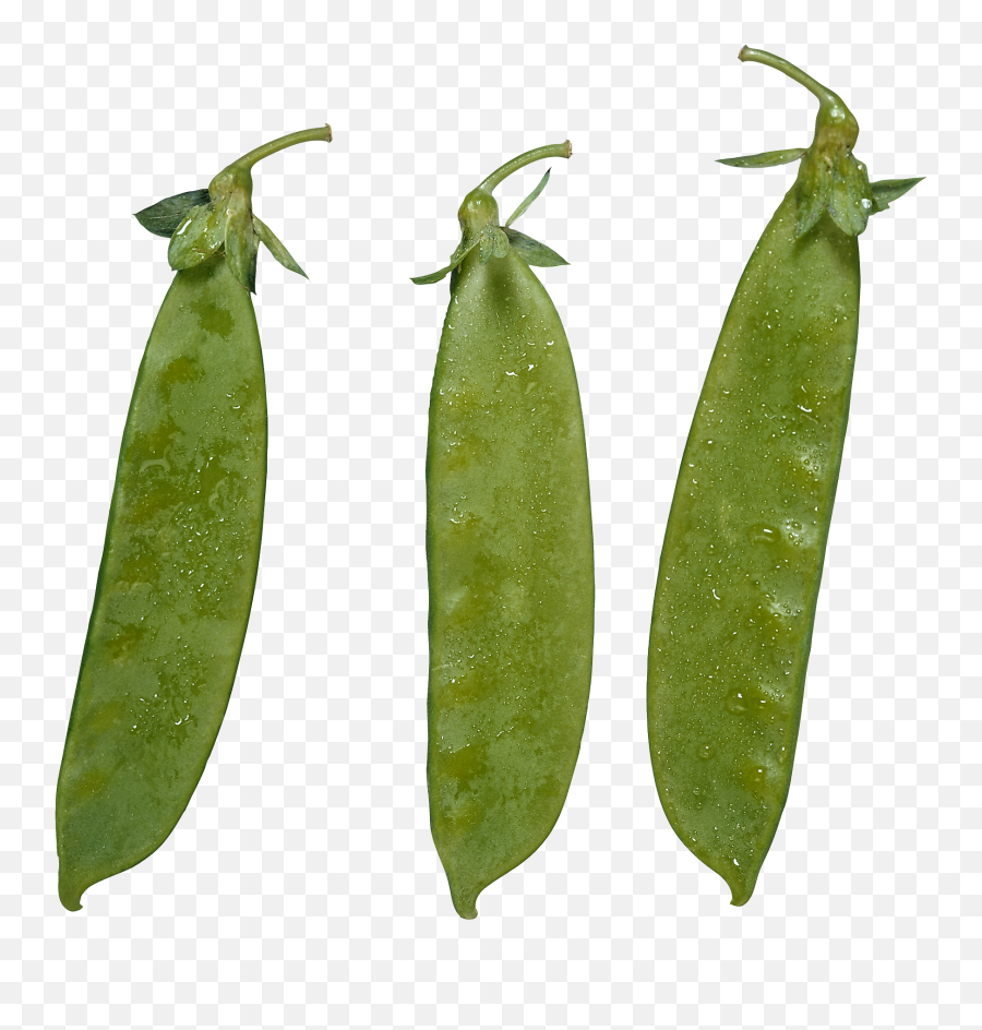 Lima Bean Emoji - Tovirage Differenza Tra Taccole E Piattoni,Iphone Emojis Sister Lima Bean Emoji - Tovirage Differenza Tra Taccole E Piattoni,Iphone Emojis Sister