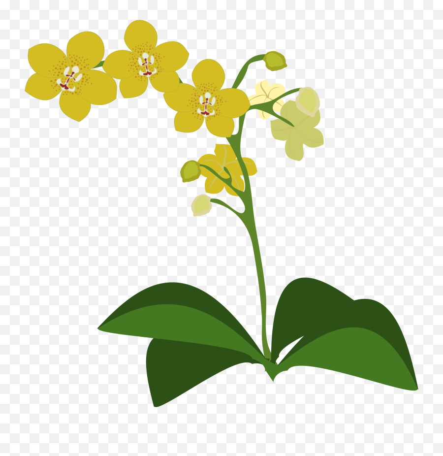 Graphic Drawing Of A Yellow Orchid Plant Free Image Download - Orchid Clipart Emoji,Plants Emotions Art