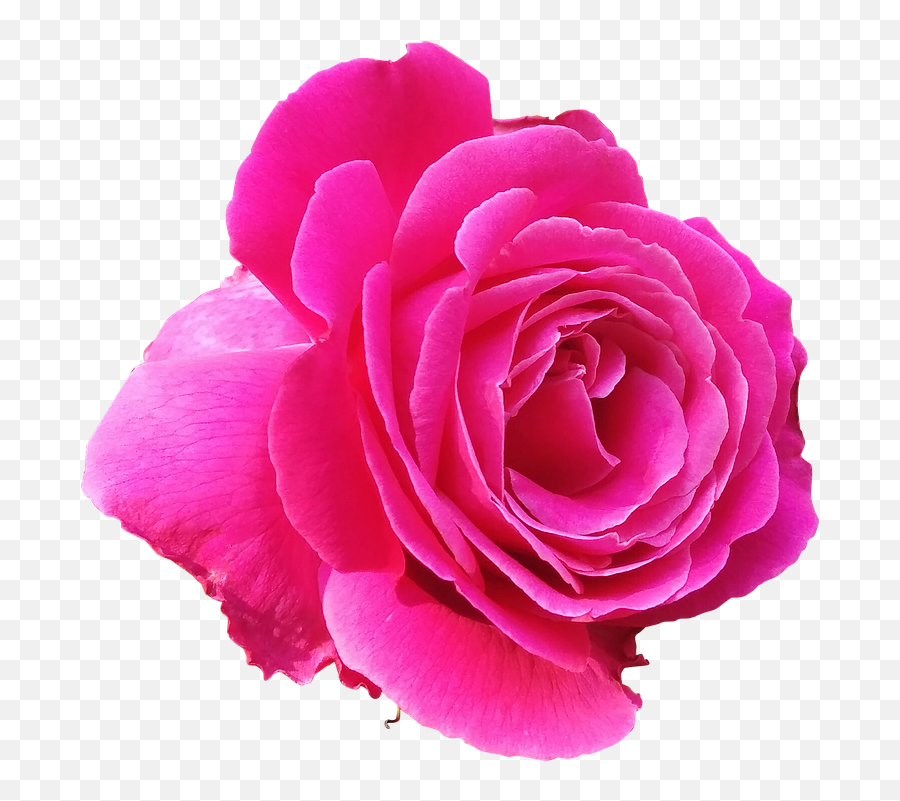 Rose Pink Love - Free Photo On Pixabay Red Rose Love Good Night Flowers Emoji,Plant, Emotions, Clipart