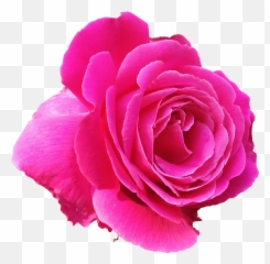 Rose Pink Love - Free Photo On Pixabay Red Rose Love Good Night Flowers Emoji,Plant, Emotions, Clipart