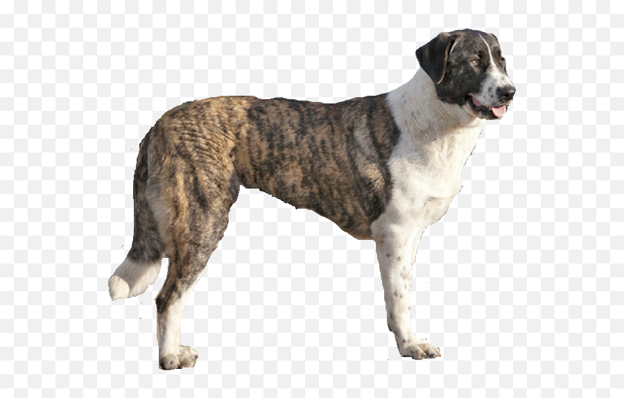 Gallery - Guard Dog Emoji,Caucasian Mountain Shepherd Puppy Emoticon