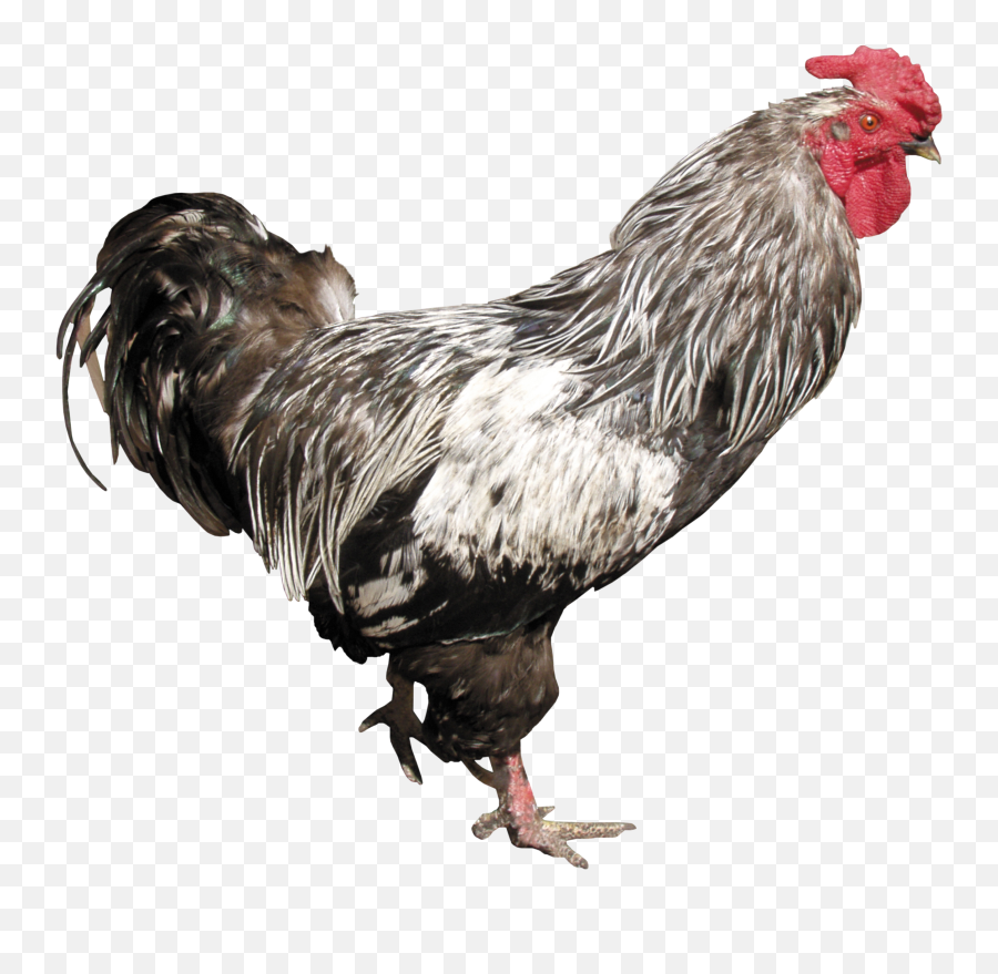 Cock Png Transparent Background - Png Emoji,Hen Emoji Transparent Png