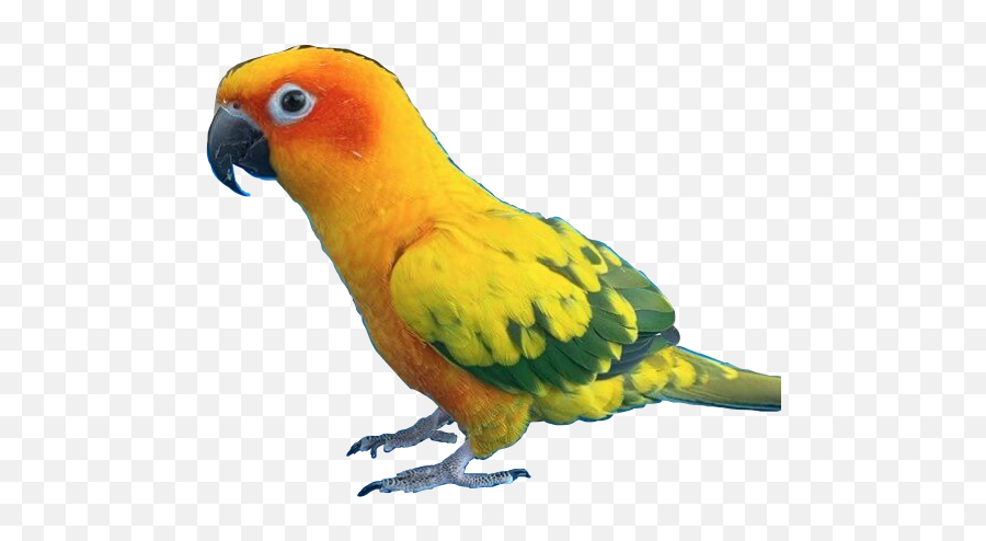 Bird Birds Parrot Parrots Sticker By Hailey - Sun Conure Emoji,Parrot Emoji