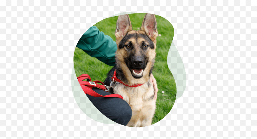 Home - Old German Shepherd Dog Emoji,German Shepherd Dog Barking Emoticon
