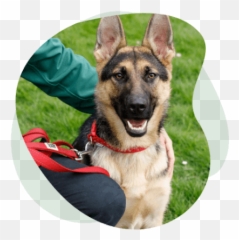 Home - Old German Shepherd Dog Emoji,German Shepherd Dog Barking Emoticon