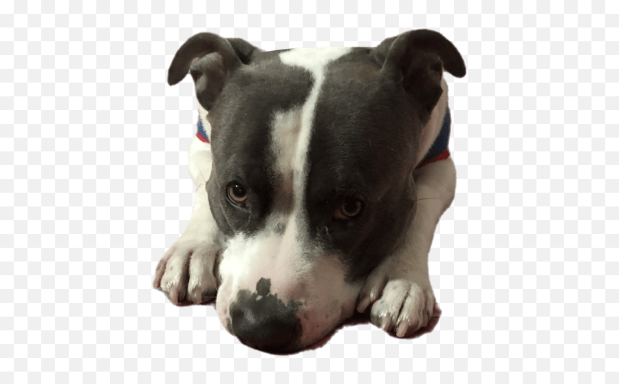 Diablo - Martingale Emoji,Bull Terrier Emojis