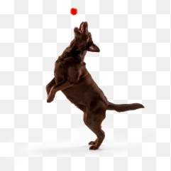 Pet Parents Petvivo Inc Emoji,Bouncing Dog Emoticon