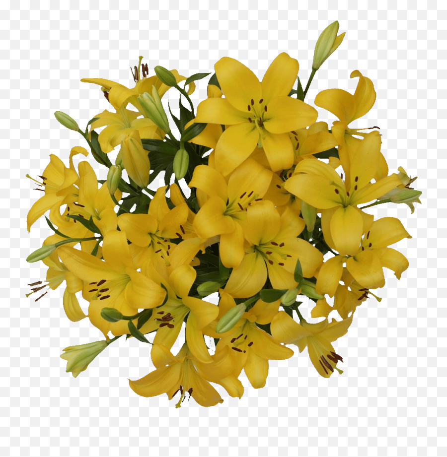 Generic Daisy Poms 6 Stems - Walmartcom Emoji,Where Are The Emotions On Blu 6.0