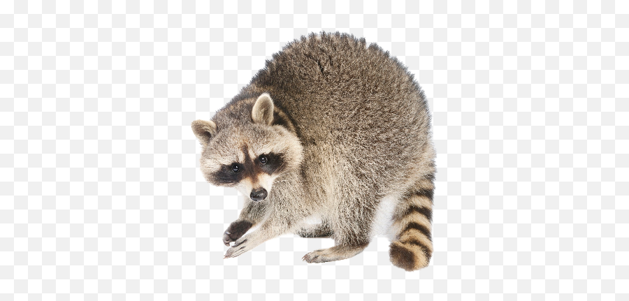 Raccoons Png Images Transparent Background Png Play Emoji,Raccoon Expression Emojis
