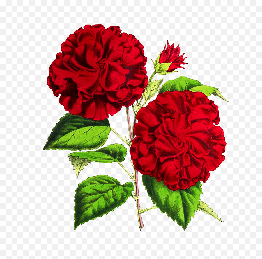 Digital Scrapbooking Flowers Emoji,Red Rose Emoji Copy And Paste