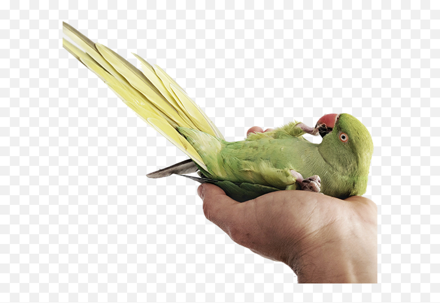 The Parrots - Parakeet Emoji,Cockatiel Emotions