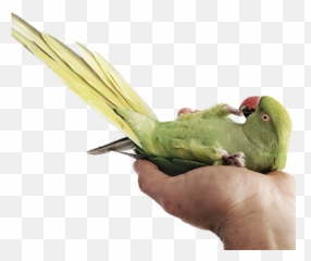 The Parrots - Parakeet Emoji,Cockatiel Emotions