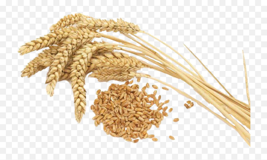 Grain Wheat Sticker - Wheat Seeds Hd Emoji,Grain Emoji