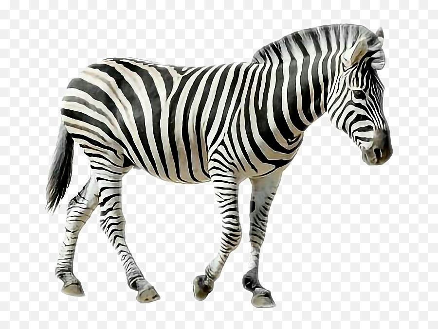 Freetoedit Animals Zebra Sticker Emoji,Zebra Emoji
