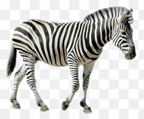 Freetoedit Animals Zebra Sticker Emoji,Zebra Emoji