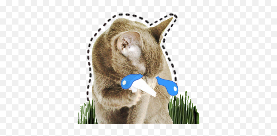 Game Catsticker - Cat Emoji For Imessage Portable Network Graphics,Cat Cry Emoji