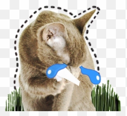 Game Catsticker - Cat Emoji For Imessage Portable Network Graphics,Cat Cry Emoji