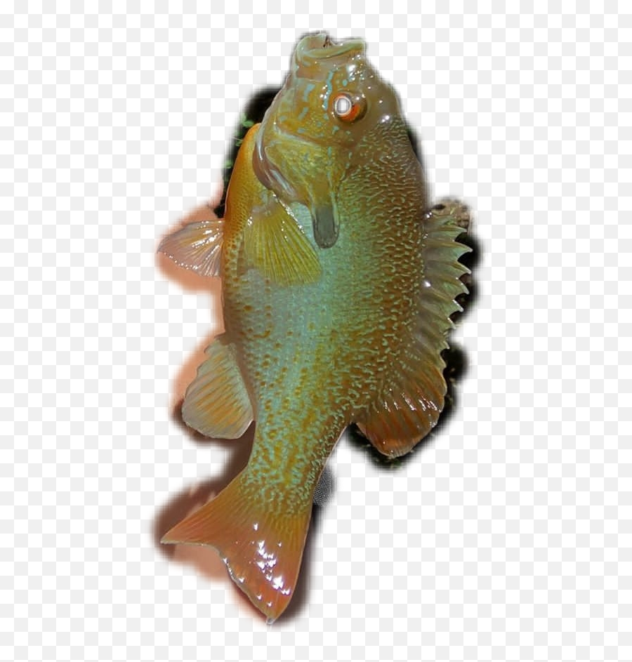 The Most Edited - Green Sunfish Emoji,Sunfish Emoji