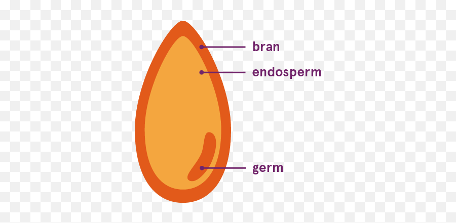 Qu0026a Whole Grain - Whole Grain Diagram Emoji,Grain Bread Pasta Emojis