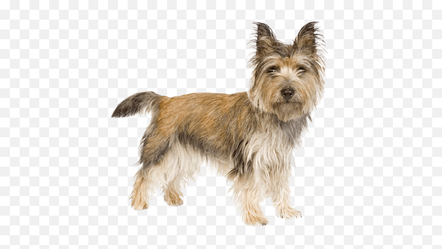 Cairn Terrier - Transparent Cairn Terrier Clipart Emoji,Why My Scottish Terrier Doesn't Show Any Emotions