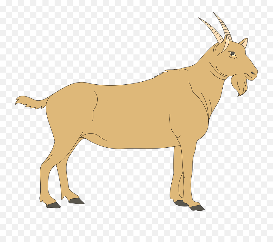 Goat Clipart Middle Goat Middle - Digestive System Of A Goat Emoji,Goat Emoticon